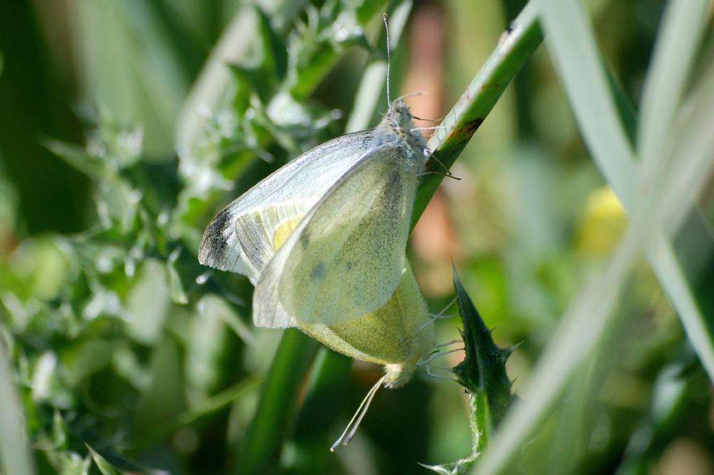 Pieris?